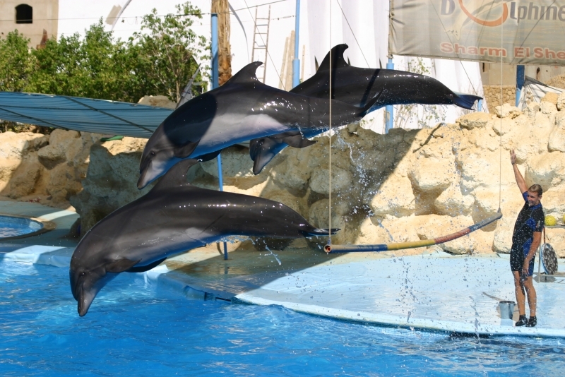 Dubai rencontre dauphin