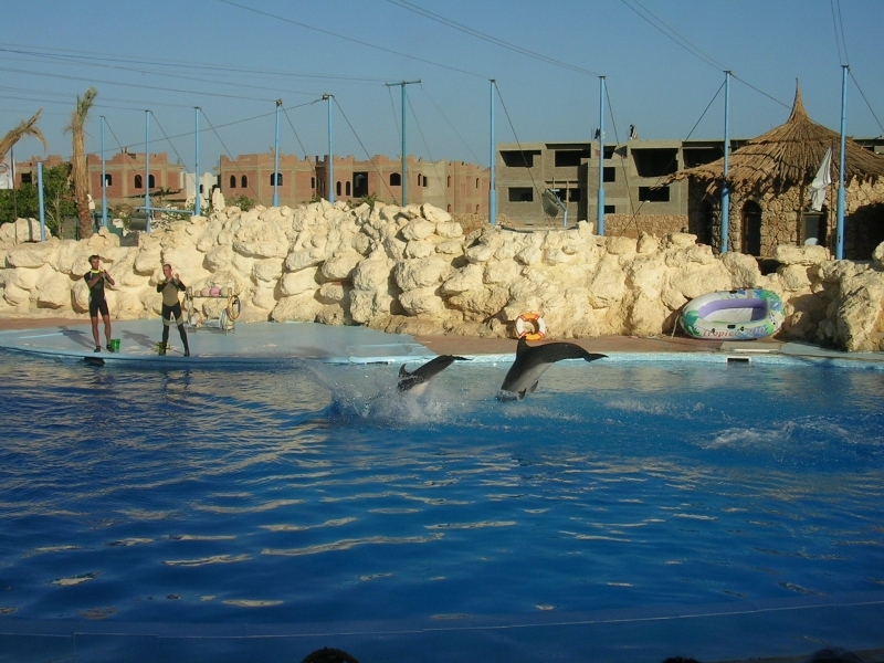 Dubai rencontre dauphin