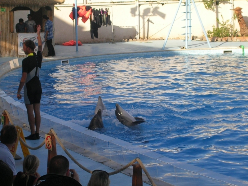 Dubai rencontre dauphin