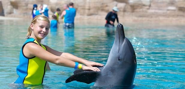 Dubai rencontre dauphin