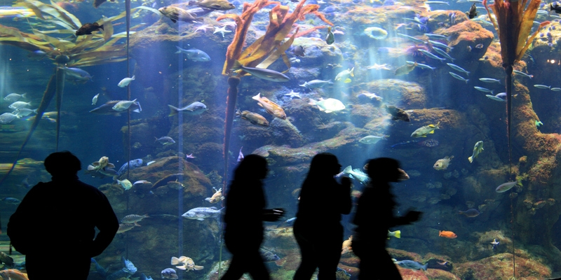 Acuario de Dubái Acuario de Dubái