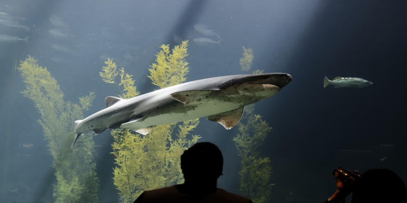 Acuario de Dubái Acuario de Dubái
