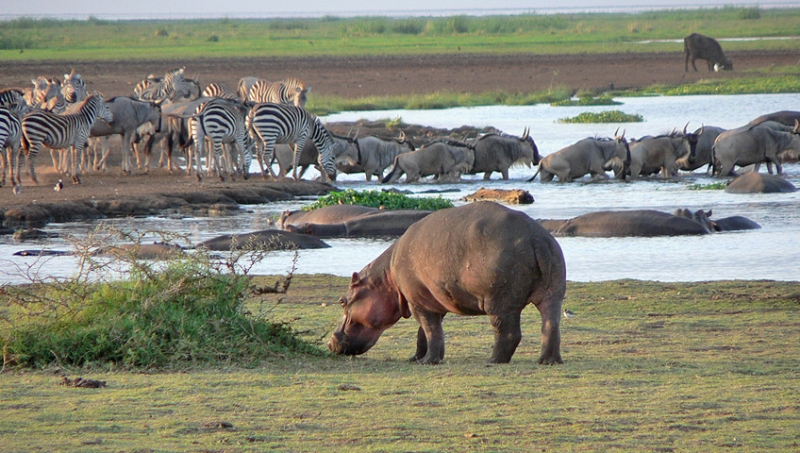 Lake Manyara National Park, Tanzania Tours, Safari in Tanzania