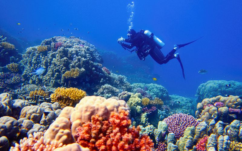 Egypt Pyramids & Red Sea Diving Adventure