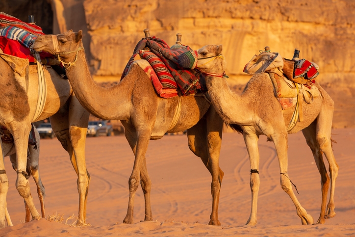 Edge of the World Tour | Edge of the World Riyadh Tour Edge of the World Tour | Edge of the World Riyadh Tour