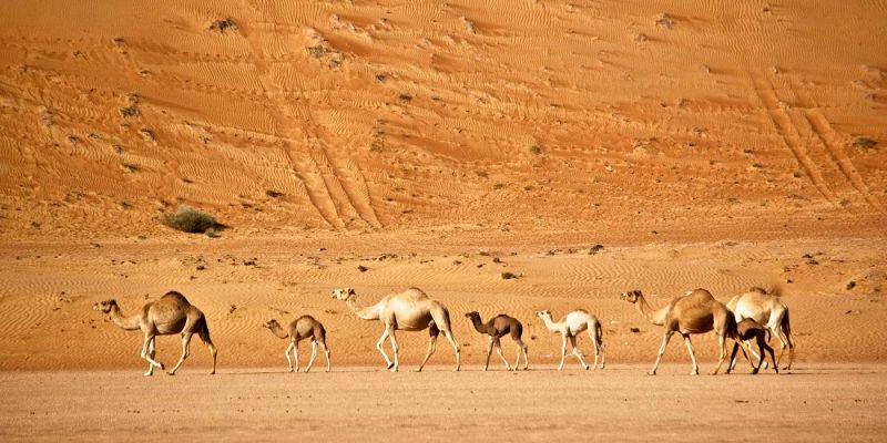 Wahiba Sands Wahiba Sands