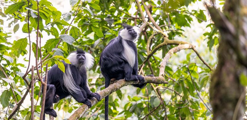 Rwanda Gorilla Trip