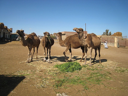Birqash Camel Market How Much Is A Camel Worth In Egypt