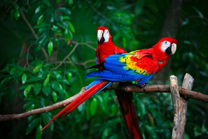 Amazon Jungle Tour: Brazil Amazon Tour From Manaus Amazon Jungle Tour: Brazil Amazon Tour From Manaus