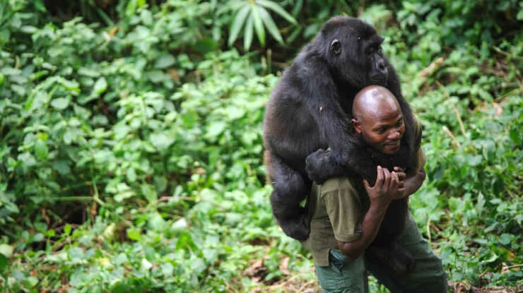 Rwanda Gorilla Trip