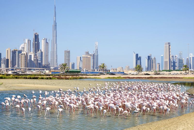 Ras Al Khor Wildlife Sanctuary | Ras Al Khor Dubai | Visit Dubai