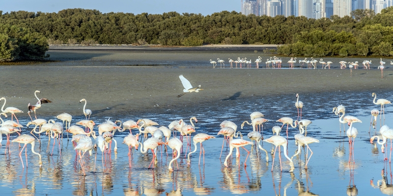 Ras Al Khor Ras Al Khor
