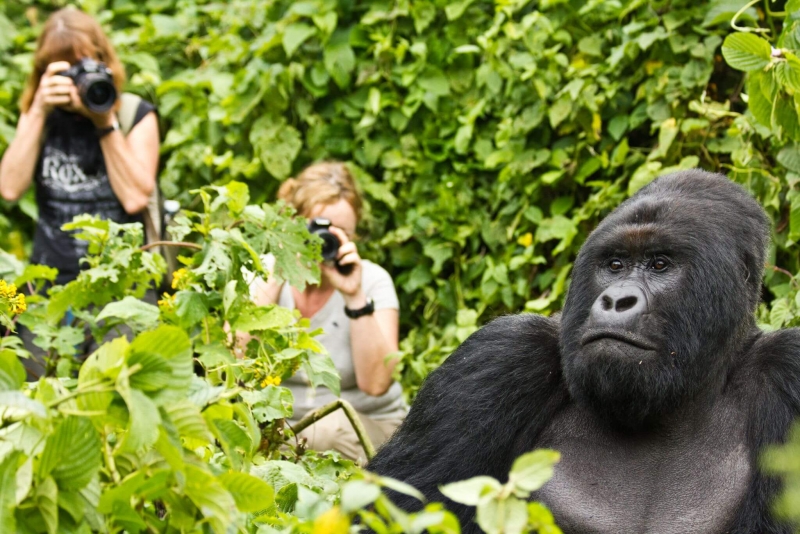 Gorilla Trekking, Rwanda Gorilla Trekking, Rwanda