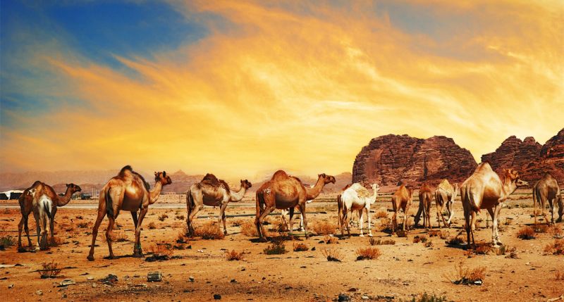 Il deserto Wadi Rum Il deserto Wadi Rum
