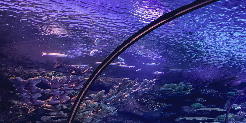 Acuario de Dubái Acuario de Dubái