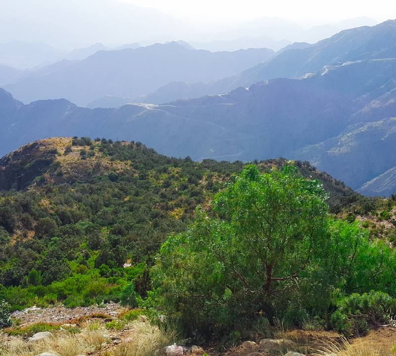 abha abha
