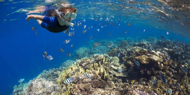 Snorkeling en el Mar Rojo, Egipto Niño practicando esnórquel en el Mar Rojo, Egipto, rodeado de peces de colores y corales bajo aguas cristalinas.