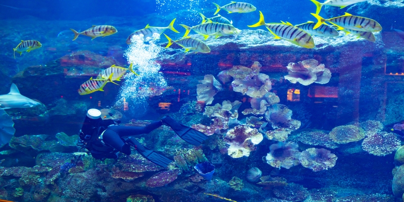 Acuario de Dubái Acuario de Dubái