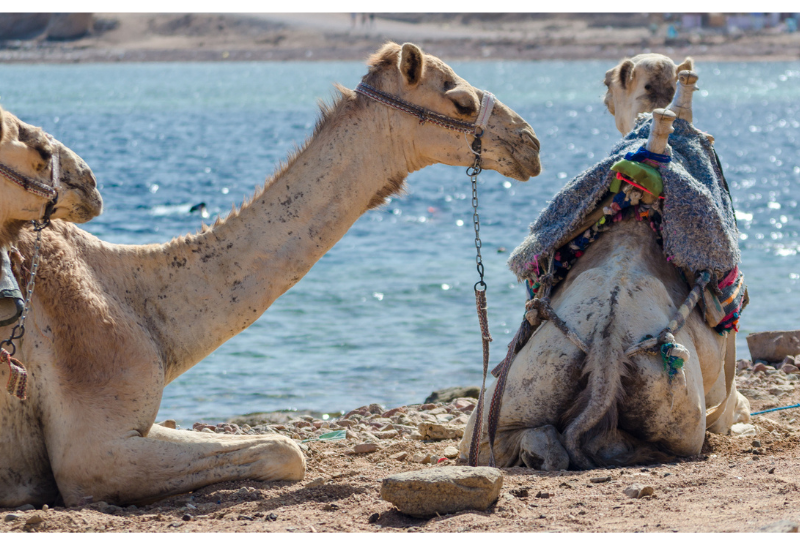 dahab ägypten