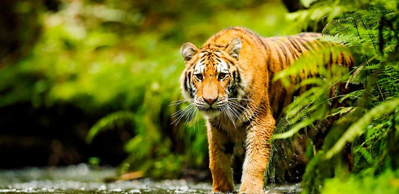 Why Don't Tigers Live in Africa?