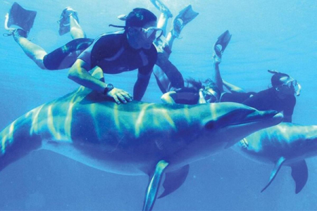 Dolphin House Tour in Marsa Alam (Sha’ab Samadai)