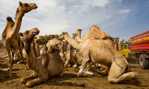 Mercato Cammelli del Cairo