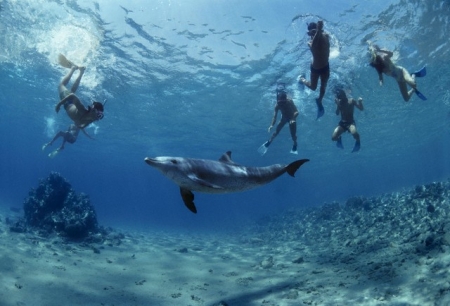 Snorkeling Dolphin Reef