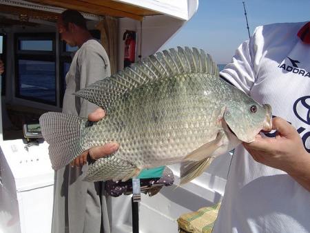 Fishing in Lake Nasser