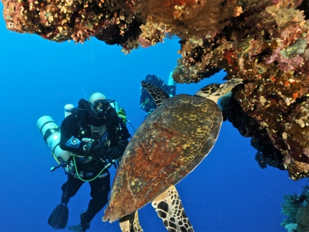 Red Sea Egypt | Red Sea Travel Guide