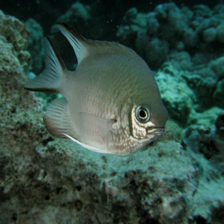 Snorkeling Trip to The Tropical Islands of Hamata in Marsa Alam, Egypt