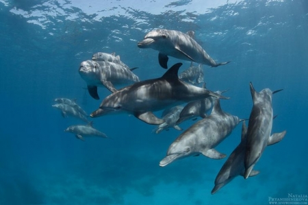 Snorkeling Trip At Satayh Dolphin Reef Marsa Alam