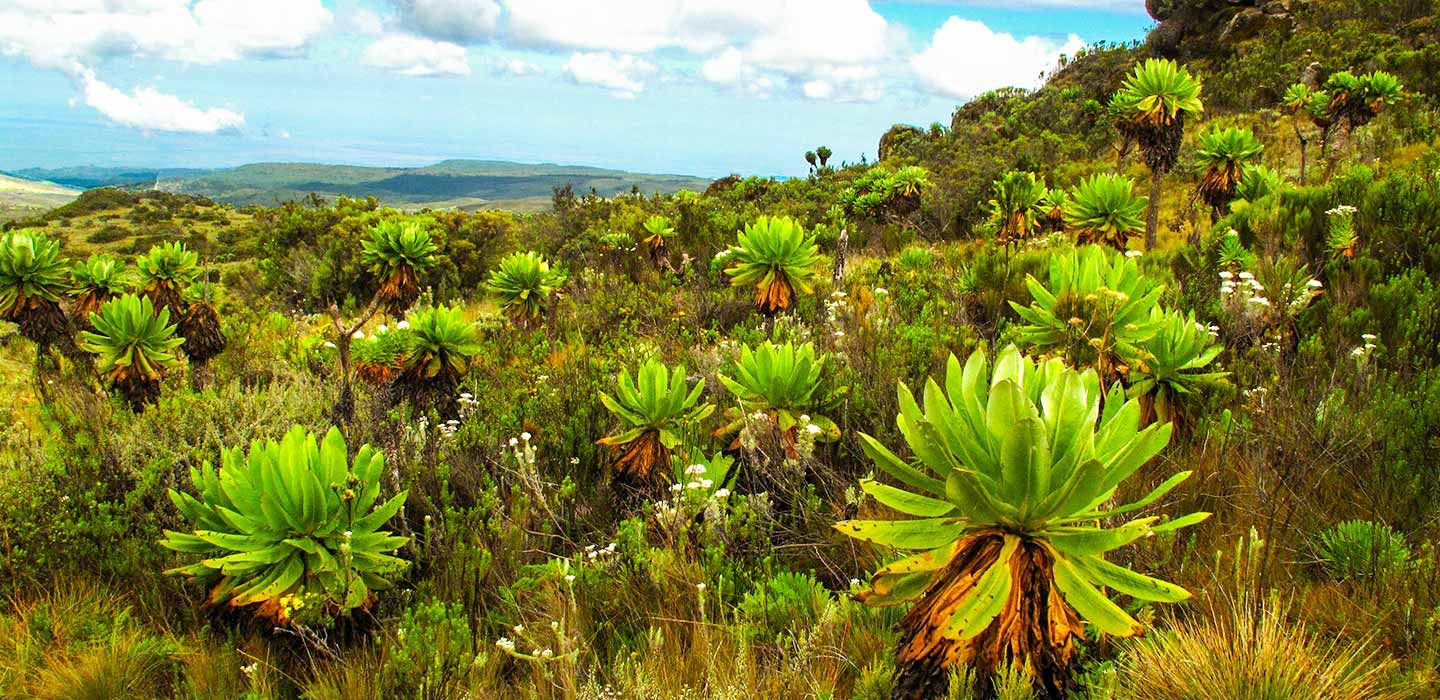 Mount Elgon National Park