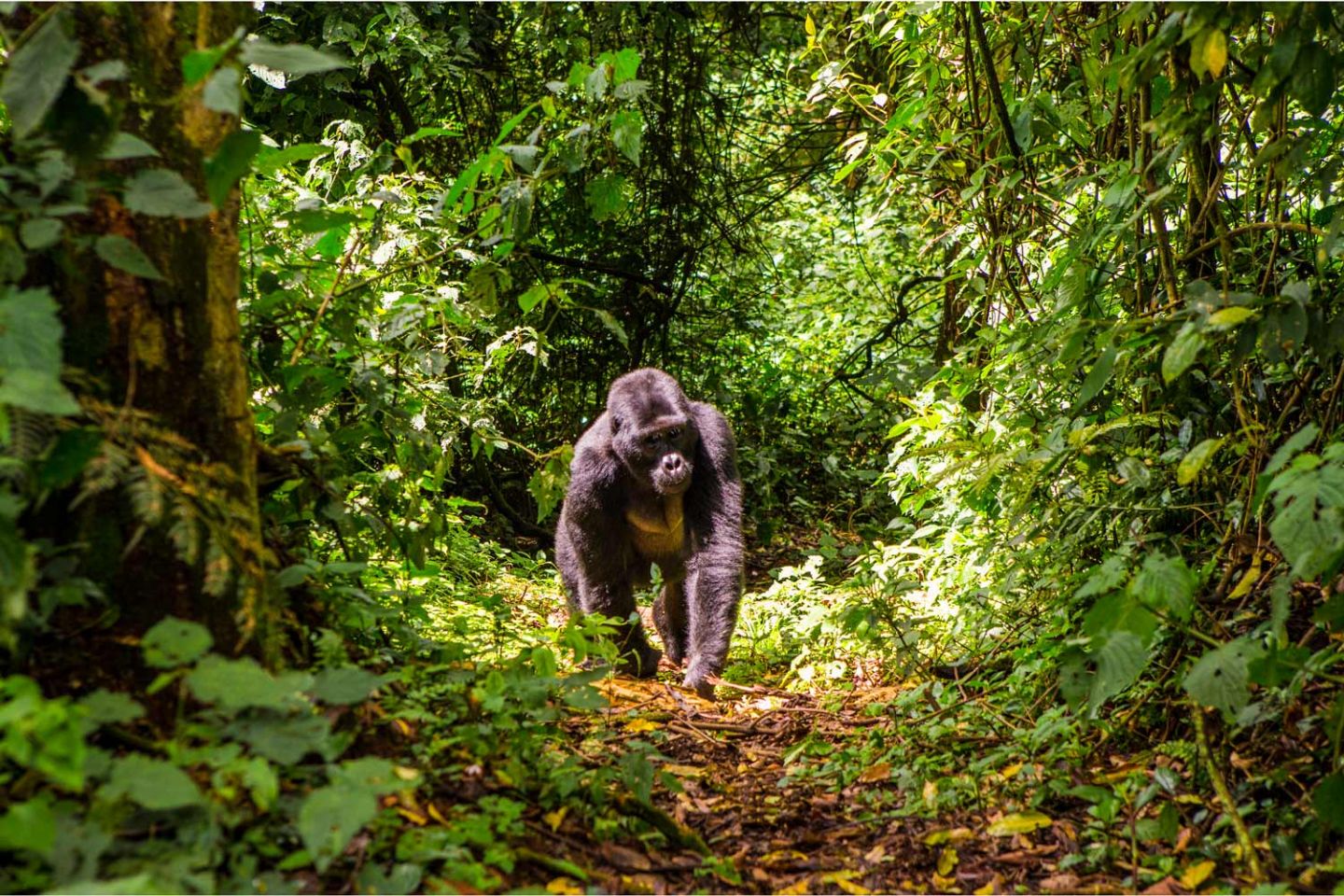 Gishwati Mukura National Park