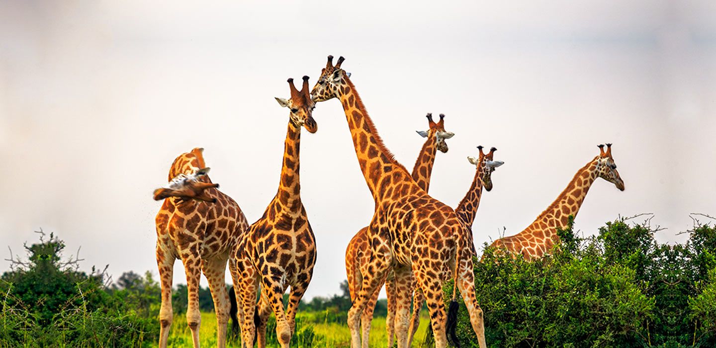 Uganda Safari