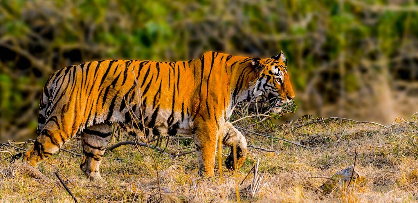 lige ud Bebrejde shilling African Tiger | Tiger in Africa | Nature Reserves in Africa