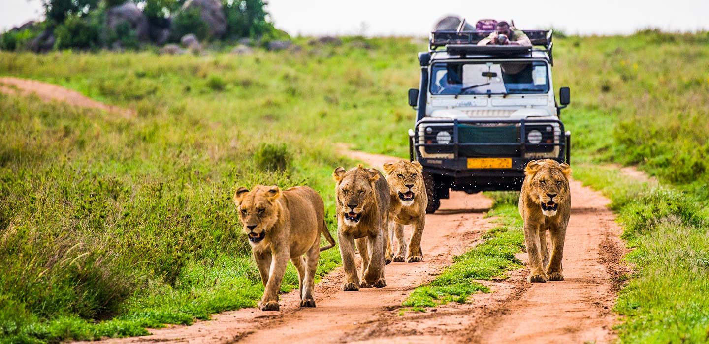 african safari usa