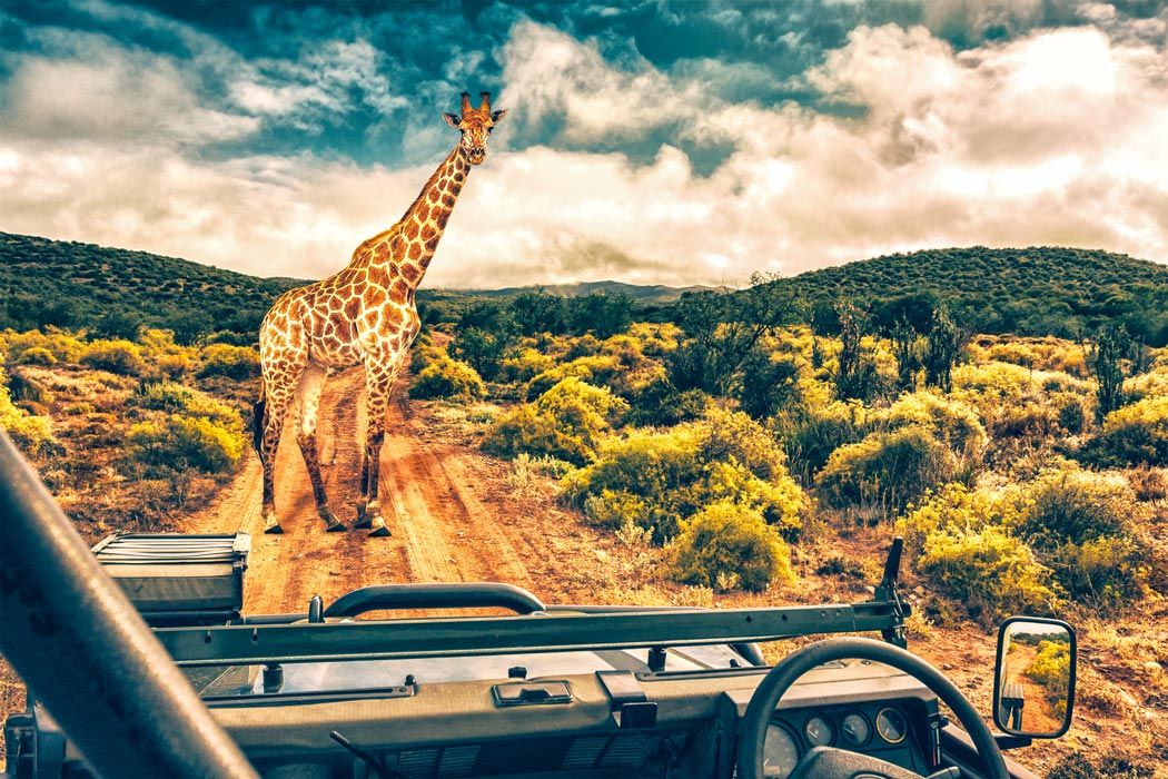 africa safari