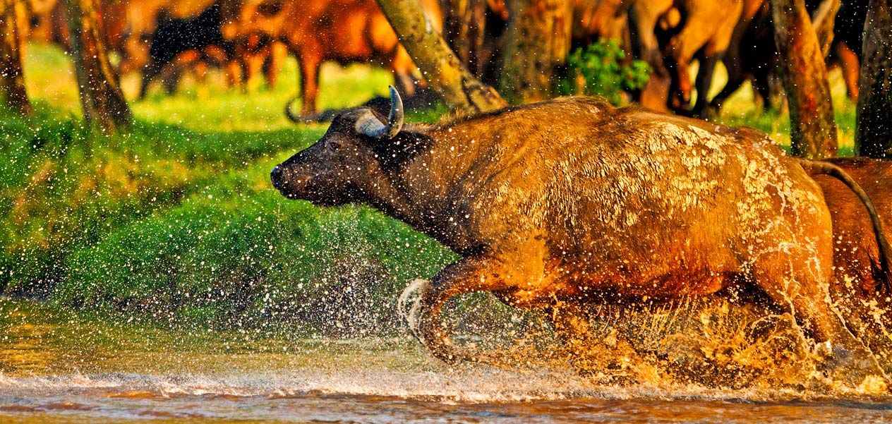 Kenya Travel Guide: All You Need Know